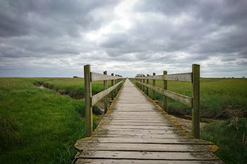 Brown Dock and Grass Field