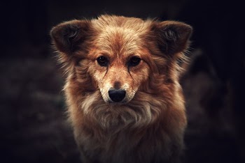 Brown Dog