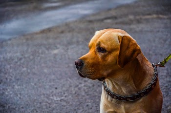 Brown Dog