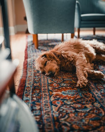 Brown Dog