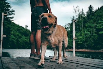 Brown Dog