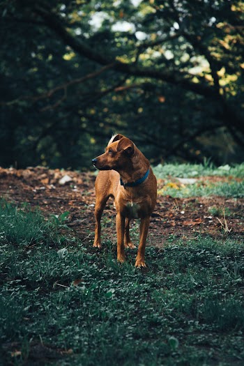 Brown Dog Curious About Something