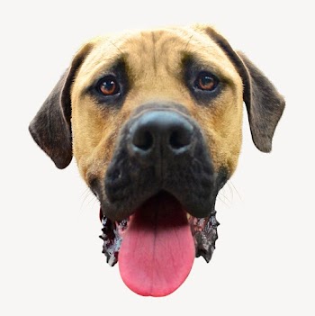Brown dog head collage element | Free PSD - rawpixel