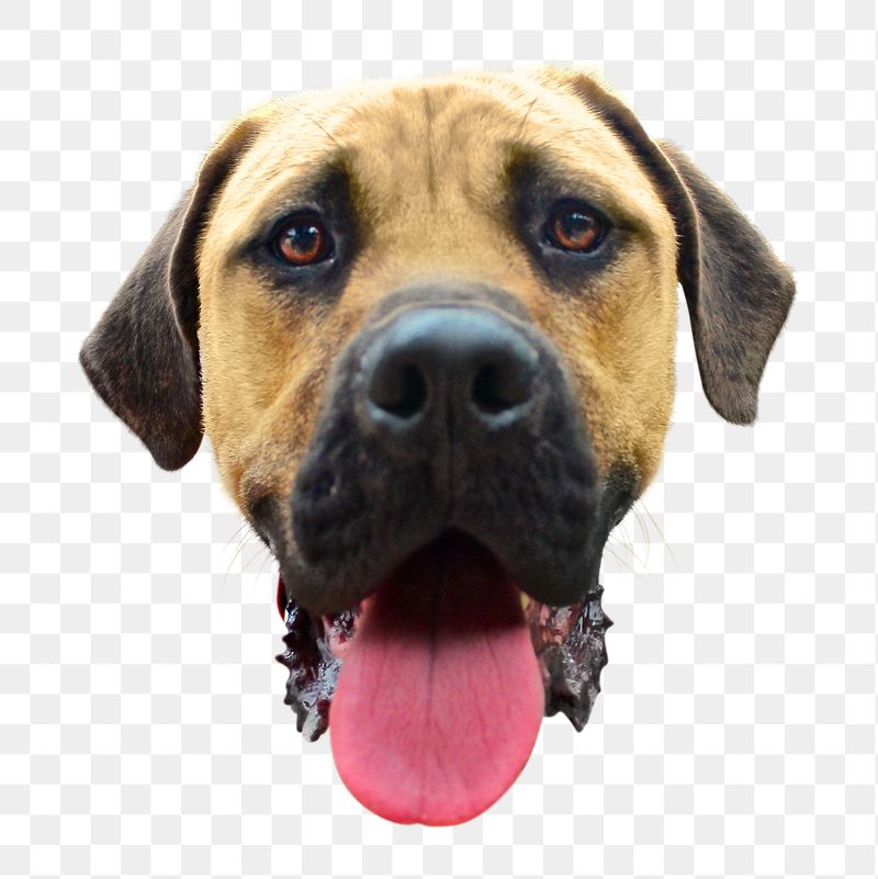 Brown dog head png sticker, | Free PNG - rawpixel