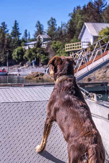 Brown Dog in Shallow Photo