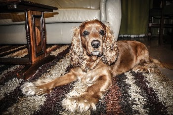 Brown dog lying on carpet. | Free Photo - rawpixel