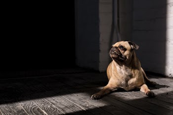 Brown Dog Lying on Floor