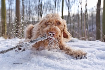 Brown Dog on Snow Covered Ground