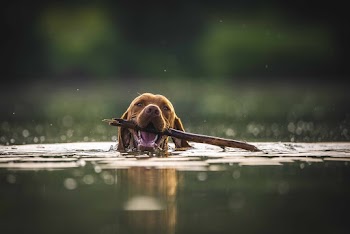 Brown Dog on Water