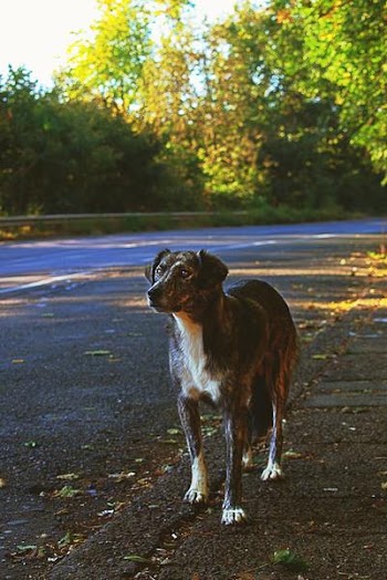 Brown Dog Outdoors