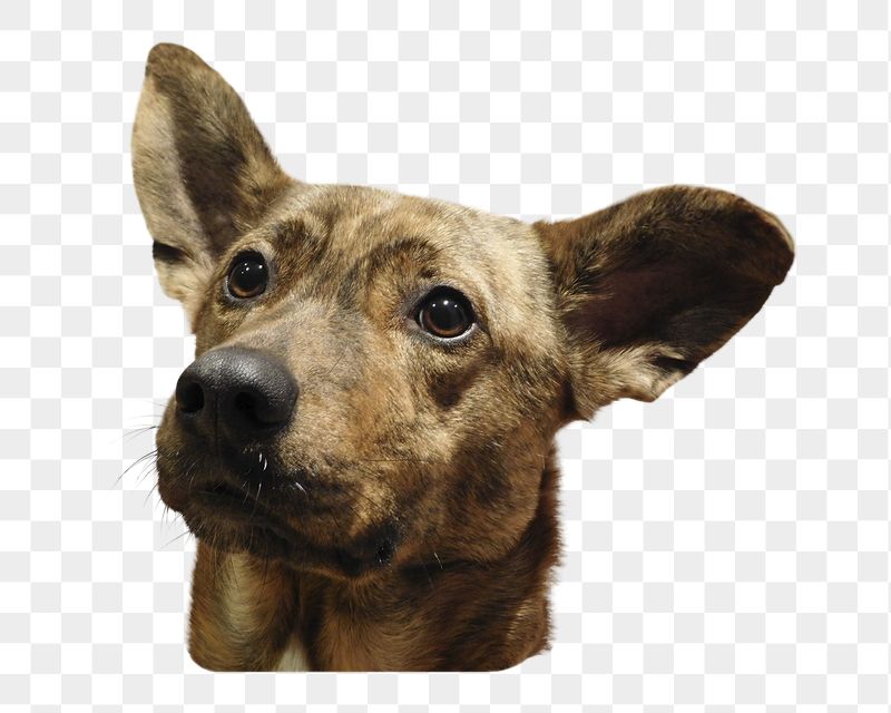 Brown dog png sticker, transparent | Free PNG - rawpixel