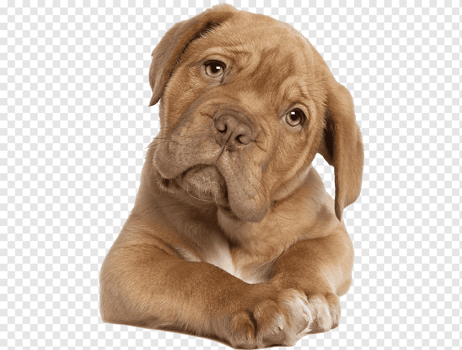 brown dog, Puppy Cat Golden Retriever Pet Veterinarian, pitbull, animals, carnivoran, dog Like Mammal png