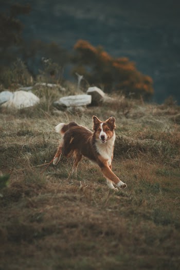 Brown Dog Running on Field