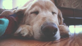 Brown Dog Sleeping on Brown Wooden Surface