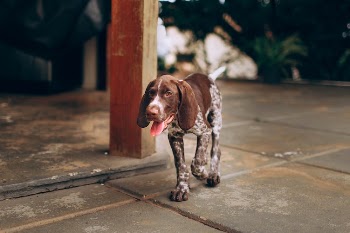 Brown Dog Walking on Concrete Floor