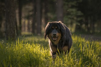 Brown Dog Walking Through Grass