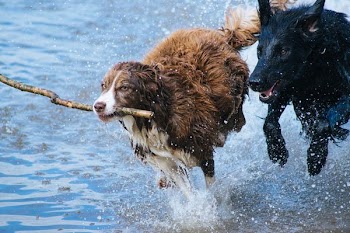 brown dog with stick running together with black dog on water