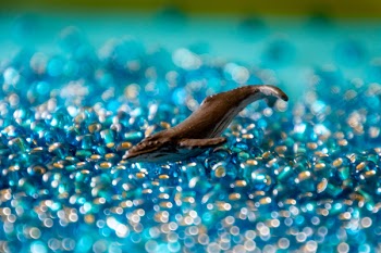 Brown Dolphin Figurine
