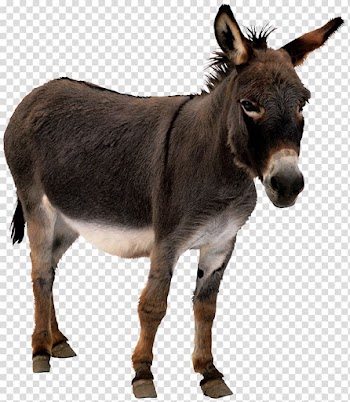 Brown donkey, Donkey Animation Horse, donkey transparent background PNG clipart