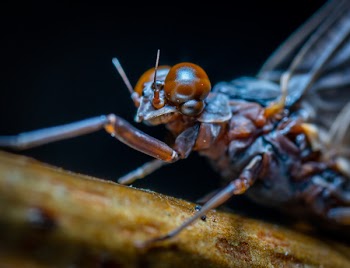 Brown Dragonfly on Brown Wood
