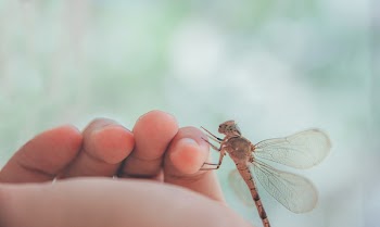 Brown Dragonfly on Human Left Pinky Finger