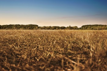 Brown Dried Grass Field