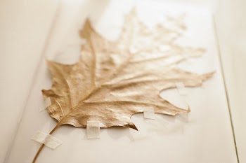 Brown Dried Leaf