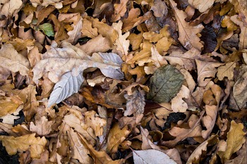 Brown Dried Leaf