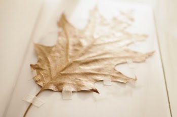 Brown Dried Leaf · Free Stock Photo