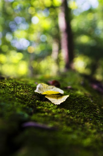 Brown Dried Leaf in Bokeh Photography