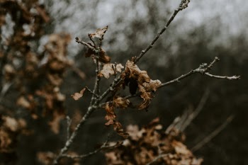 Brown Dried Leaf on Tree