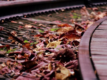 Brown Dried Leaf over Black Rail