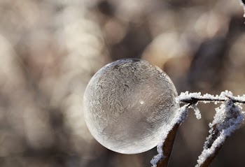 Brown Dried Leaf With Iced Bubble