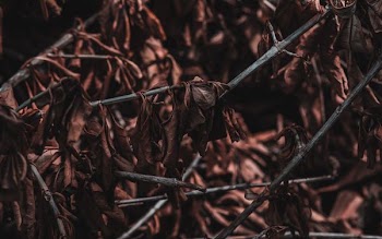 brown dried leaves