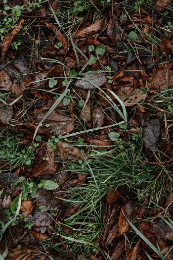 Brown Dried Leaves and Green Grass on Ground