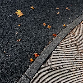 brown dried leaves on gray concrete ground