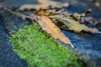 Brown Dried Leaves on Ground