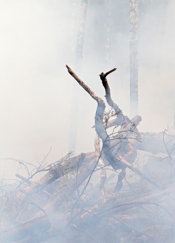 Brown Drift Wood