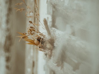 Brown Dry Flowers