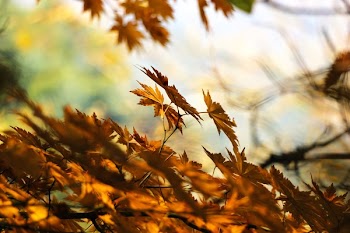 Brown Dry Leaves