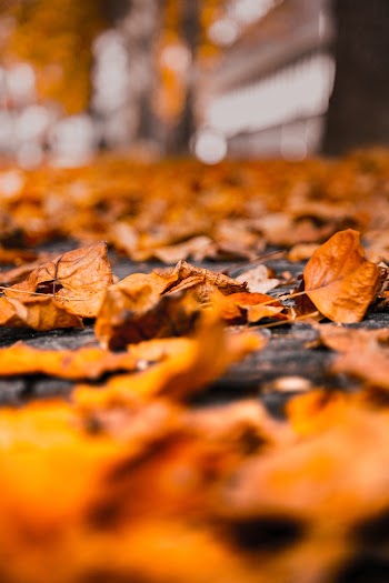 Brown Dry Leaves