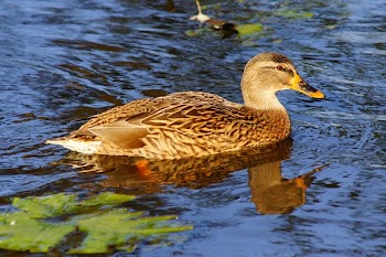 Brown Duck