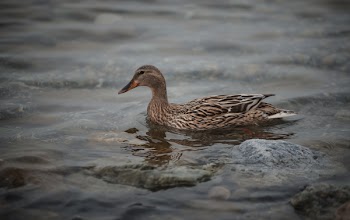 Brown Duck in Body of Water