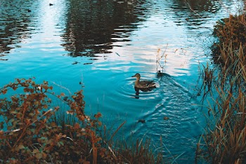 Brown Duck In Water