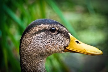 Brown Duck Near Green Leafed Plant