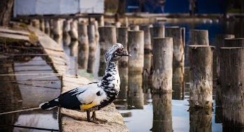 brown duck on concrete dock
