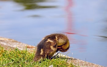 Brown Duckling