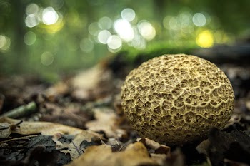 Brown Egg