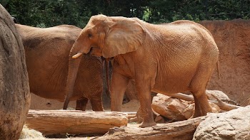 Brown Elephant