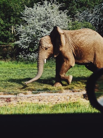 brown elephant